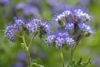 Lacy phacelia, tansy-leaf phacelia, blue tansy, purple tansy (Phacelia tanacetifolia), insectary