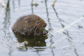 Water vole (Arvicola amphibius) adult rodent animal feeding on a reed leaf in a pond in summer,