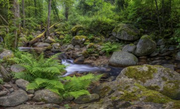 Stream, Parc Régional Naturel Corse, Corsica, France