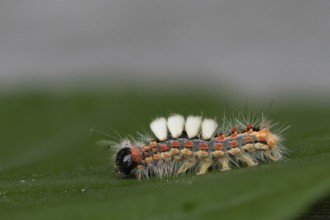 Close-up of a caterpillar of the blackthorn brush moth (Orgyia antiqua) on a green leaf in a