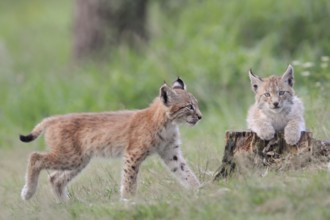 Cubs... Eurasian lynx (Lynx lynx), two young lynx playing with each other on an old tree stump,