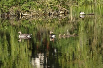 Greylag geese with offspring at a lake, May, Germany