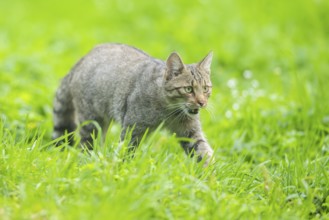 European wildcat (Felis silvestris silvestris) on a meadow, Hesse, Germany