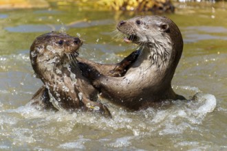 Two otters in the water, playfully interacting and splashing, European otter (Lutra lutra) Germany