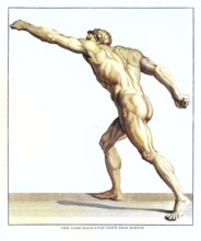 Anatomy, symbolic, man, side view from behind of the gladiator in the Villa Borghese, Rome, Italy,