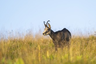 Chamois (Rupicapra rupicapra) on a meadow in the Vosges Mountains, wildlife, France