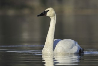 Trumpeter Swan (Cygnus buccinator), British Columbia, Canada