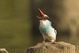 Blue-breasted Kingfisher (Halcyon malimbica), Gambia