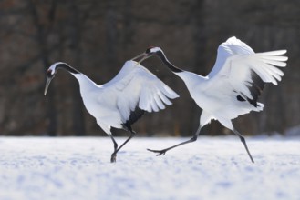 Red-crowned Crane (Grus japonensis) calling, Hokkaido, Japan