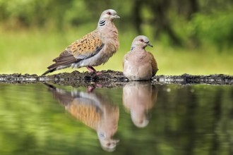 European Turtle Dove (Streptopelia turtur) pair at waterhole, Hungary