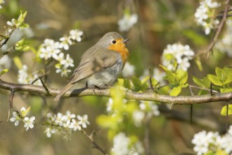 European Robin (Erithacus rubecula) perched on flowering branch, Mecklenburg-Western Pomerania,
