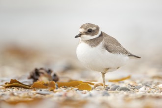 Common Ringed Plover (Charadrius hiaticula) juvenile, Schleswig-Holstein, Germany