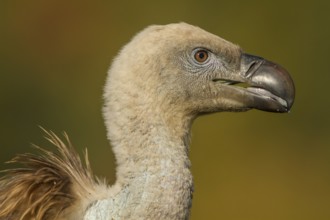Griffon Vulture (Gyps fulvus), portrait, Castile and Leon, Spain