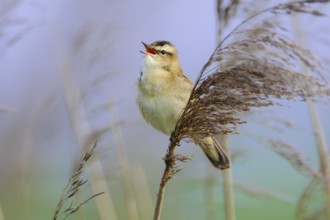 Sedge Warbler (Acrocephalus schoenobaenus) singing, Lower Saxony, Germany