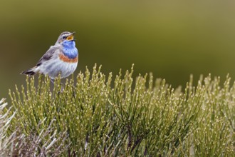 Bluethroat (Luscinia svecica cyanecula) male singing, Castile, Spain