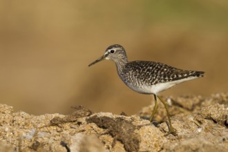Wood Sandpiper (Tringa glareola), Cyprus