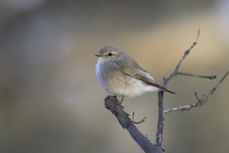Jacky Winter (Microeca fascinans), Australian Capital Territory, Australia