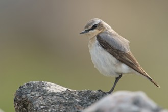 Northern Wheatear (Oenanthe oenanthe) male perched on a stone, Sweden