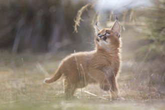 Caracal (Caracal caracal) cub playing, Castile-La Mancha, Spain