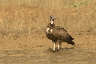 Hooded Vulture (Necrosyrtes monachus) juvenile, Gambia