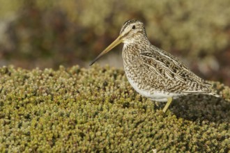 Magellanic Snipe (Gallinago magellanica magellanica) on the ground in the Falkland Islands