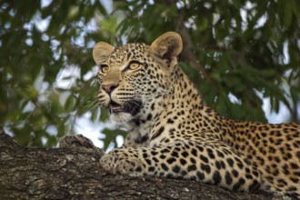 Leopard (Panthera pardus) immature lying on a tree, Sabi Sands, South Africa