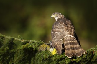 Feeding scene with bird and catch. Goshawk on the tree. Hawk from Czech Reublic. Wildlife scene