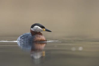 Red-necked Grebe (Podiceps grisegena), Mecklenburg-Western Pomerania, Germany