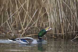 Mallard (Anas platyrhynchos) male eating fish, Mecklenburg-Western Pomerania, Germany