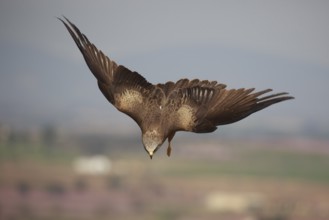 Black Kite (Milvus migrans) flying, Spain