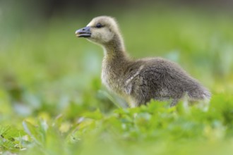 Greylag Goose (Anser anser) chick, Lower Saxony, Germany
