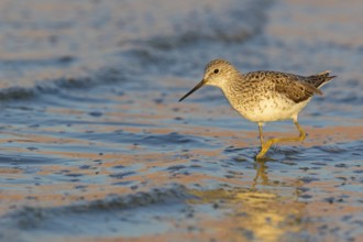 Teichwasserläufer, Marsh Sandpiper, Tringa stagnatilis, Chevalier stagnatile, Archibebe Fino