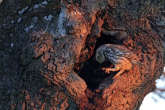 Little Owl (Athene noctua) perched in a tree, Andalusia, Spain