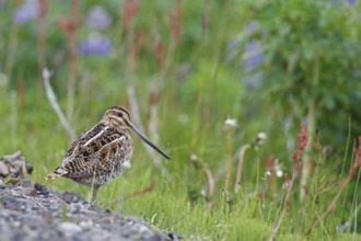 Common Snipe (Gallinago gallinago), Iceland