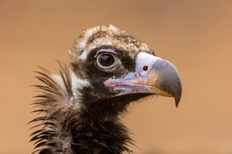 Mönchsgeier, Monk Vulture, Black Vulture, Cinereous Vulture, Aegypius monachus, Vautour moine,