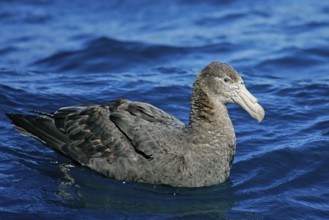 Southern Giant Petrel (Macronectes giganteus), South Island, New Zealand