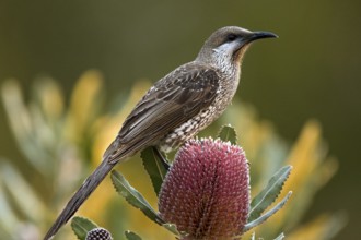 Western Wattlebird (Anthochaera lunulata), Western Australia, Australia