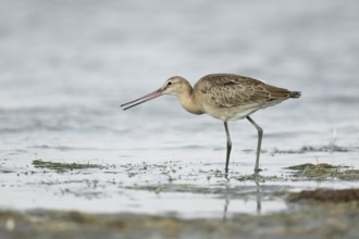 Black-tailed Godwit (Limosa limosa melanuroides) juvenile foraging at shoreline, Dornod-Aimag,