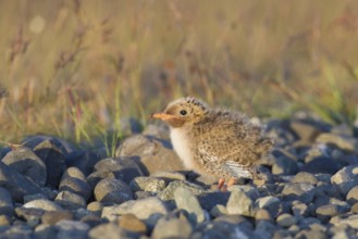 Arctic Tern (Sterna paradisaea) chick, Iceland