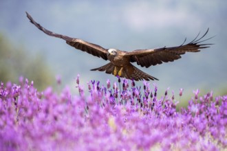 Black Kite (Milvus migrans) flying, Madrid, Spain