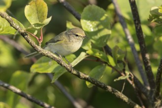 Willow Warbler (Phylloscopus trochilus) perched on a branch, Mecklenburg Western-Pomerania, Germany
