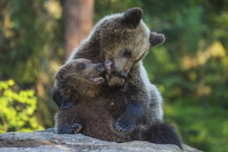 Eurasian Brown Bear (Ursus arctos) two fighting in forest, Finland