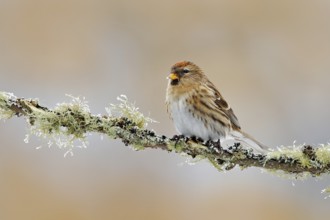 Garden bird Common Linnet, Carduelis cannabina, songbird sitting on the nice lichen tree branch,