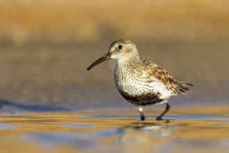 Dunlin (Calidris alpina) foraging, North Rhine-Westphalia, Germany