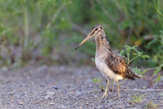 Common Snipe (Gallinago gallinago), Iceland