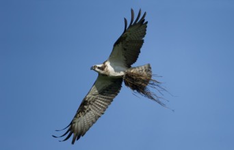 Western Osprey (Pandion haliaetus) flying, Mecklenburg-Western Pomerania, Germany