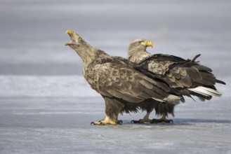 White-tailed Eagle (Haliaeetus albicilla) calling, Mecklenburg-Western Pomerania, Germany