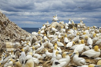 Northern Gannet (Morus bassanus) colony, Saltee Islands, Ireland