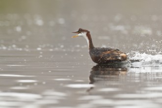 Titicaca Flightless Grebe (Rollandia microptera) in lake Titicaca in Bolivia, South America