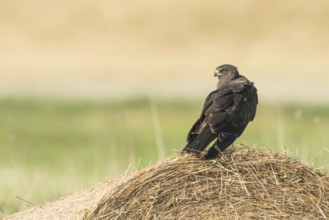 Western Marsh Harrier (Circus aeruginosus) juvenile, Schleswig-Holstein, Germany